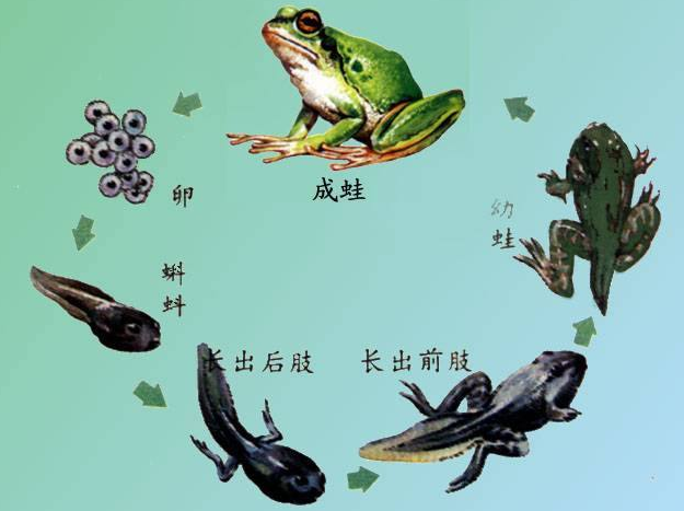 蝌蚪成长图
